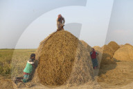 Harvesting Rice In Bangladesh
