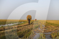 Harvesting Rice In Bangladesh