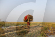 Harvesting Rice In Bangladesh