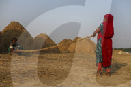 Harvesting Rice In Bangladesh