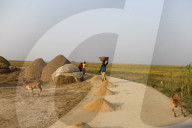 Harvesting Rice In Bangladesh