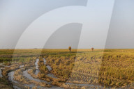 Harvesting Rice In Bangladesh