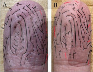 Do fingers in water always wrinkle the same way