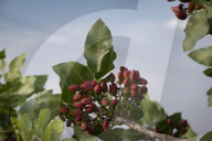 Iran-Pistachio