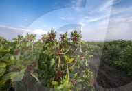 Iran-Pistachio