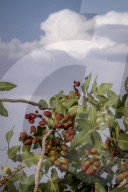 Iran-Pistachio