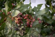 Iran-Pistachio