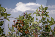 Iran-Pistachio