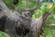 India Animal