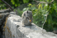 India Animal