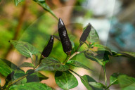 Black Cobra Peppers Plant - Capsicum Annuum - Goats Weed - Spicy Hot Chili 