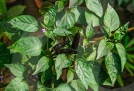 Black Cobra Peppers Plant - Capsicum Annuum - Goats Weed - Spicy Hot Chili 