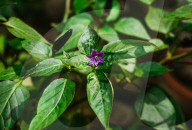 Black Cobra Peppers Plant - Capsicum Annuum - Goats Weed - Spicy Hot Chili 