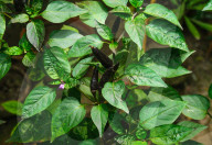 Black Cobra Peppers Plant - Capsicum Annuum - Goats Weed - Spicy Hot Chili 