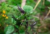 Black Cobra Peppers Plant - Capsicum Annuum - Goats Weed - Spicy Hot Chili 