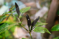 Black Cobra Peppers Plant - Capsicum Annuum - Goats Weed - Spicy Hot Chili 