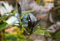 Black Cobra Peppers Plant - Capsicum Annuum - Goats Weed - Spicy Hot Chili 