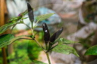 Black Cobra Peppers Plant - Capsicum Annuum - Goats Weed - Spicy Hot Chili 