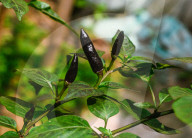 Black Cobra Peppers Plant - Capsicum Annuum - Goats Weed - Spicy Hot Chili 