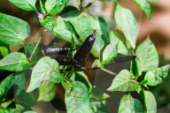 Black Cobra Peppers Plant - Capsicum Annuum - Goats Weed - Spicy Hot Chili 