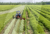 Mugwort Planting Base in Suqian 