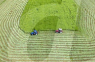 Mugwort Planting Base in Suqian 