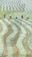 Mugwort Planting Base in Suqian 