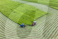 Mugwort Planting Base in Suqian 