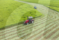 Mugwort Planting Base in Suqian 