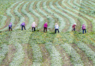 Mugwort Planting Base in Suqian 