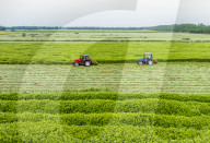 Mugwort Planting Base in Suqian 
