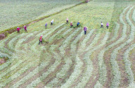 Mugwort Planting Base in Suqian 