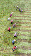 Mugwort Planting Base in Suqian 