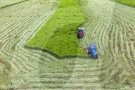 Mugwort Planting Base in Suqian 