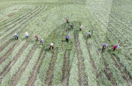 Mugwort Planting Base in Suqian 