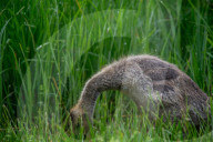 Canada Goose Goslings At The Fernald Nature Preserve