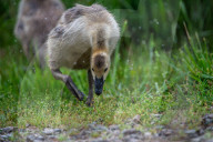Canada Goose Goslings At The Fernald Nature Preserve