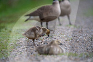 Canada Goose Goslings At The Fernald Nature Preserve