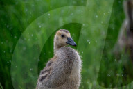Canada Goose Goslings At The Fernald Nature Preserve