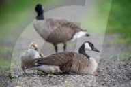 Canada Goose Goslings At The Fernald Nature Preserve