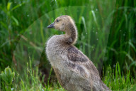 Canada Goose Goslings At The Fernald Nature Preserve