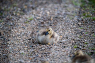 Canada Goose Goslings At The Fernald Nature Preserve