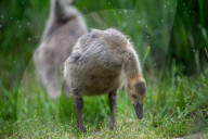 Canada Goose Goslings At The Fernald Nature Preserve