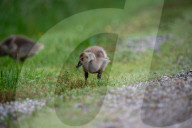 Canada Goose Goslings At The Fernald Nature Preserve