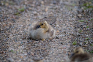 Canada Goose Goslings At The Fernald Nature Preserve