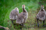 Canada Goose Goslings At The Fernald Nature Preserve