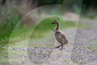 Canada Goose Goslings At The Fernald Nature Preserve