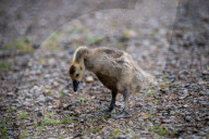 Canada Goose Goslings At The Fernald Nature Preserve