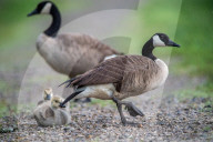 Canada Goose Goslings At The Fernald Nature Preserve