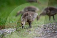 Canada Goose Goslings At The Fernald Nature Preserve